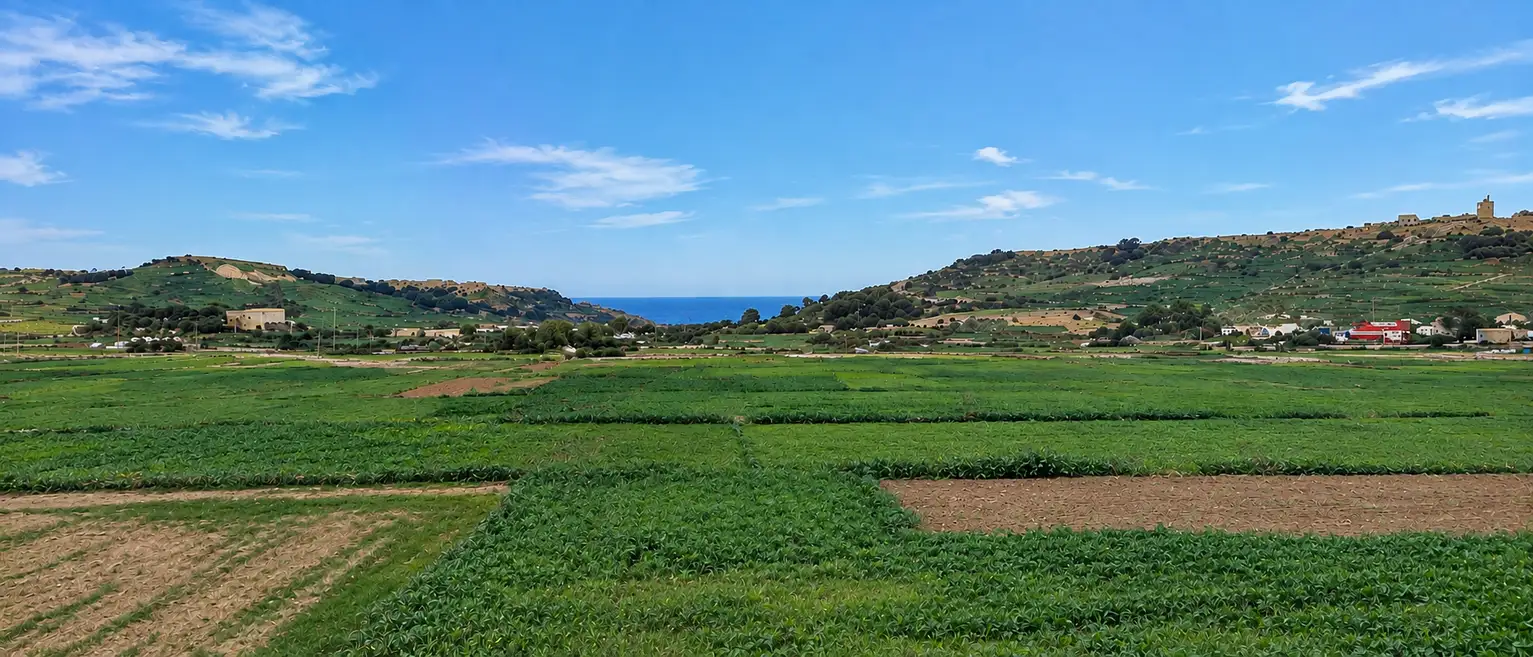 Zielone pola i kamienne murki na Gozo zimą